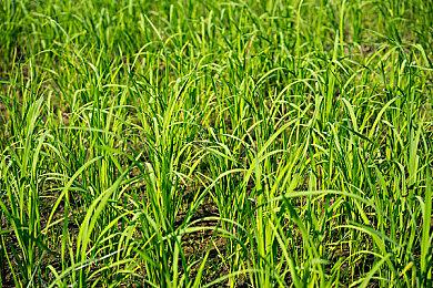 《怪物猎人 崛起》发布新任务 “猿蟹大战”与“巨兽夜宴”