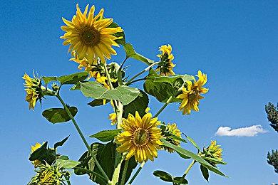 《隐形守护者》导演新作《名利游戏》：大嫂太香了